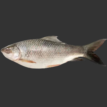 Fish on a white background
