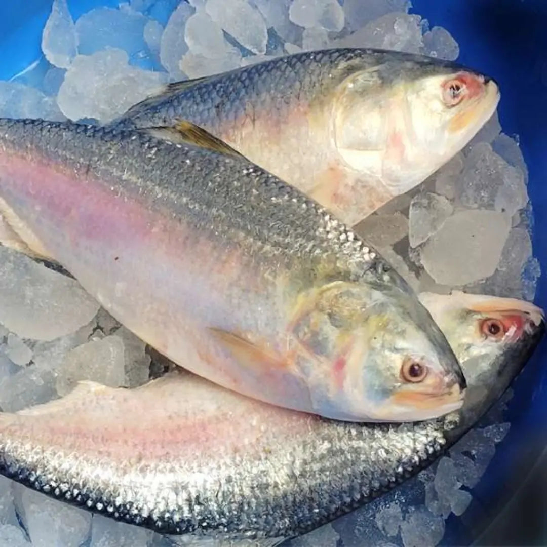 HILSHA MM 3PCS PKT SIZE (500G/800G)  2KG